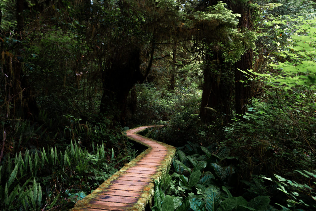 Rainforest Trail - Photo By Tyler McCabe