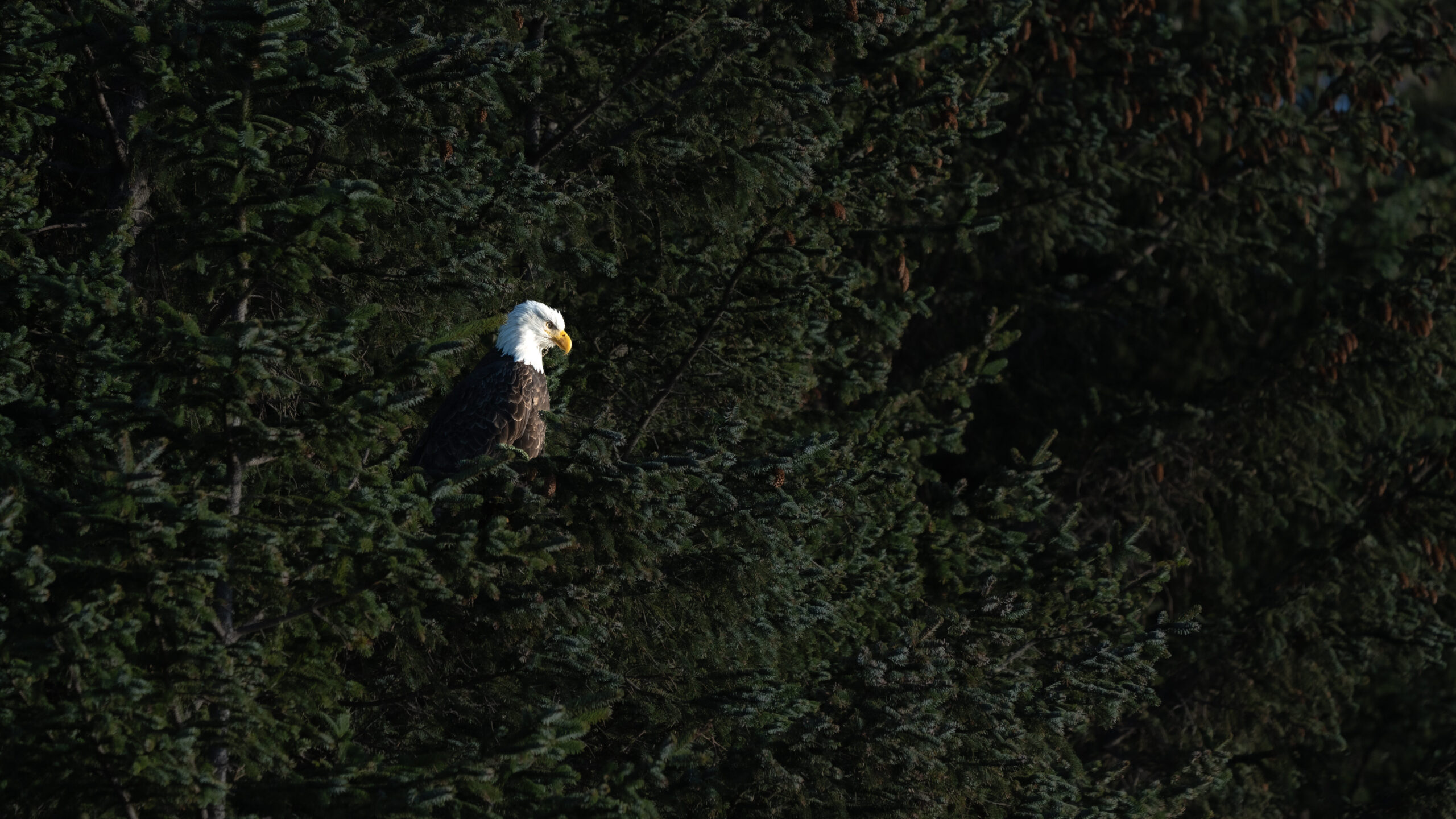 Eagle looking down in the trees