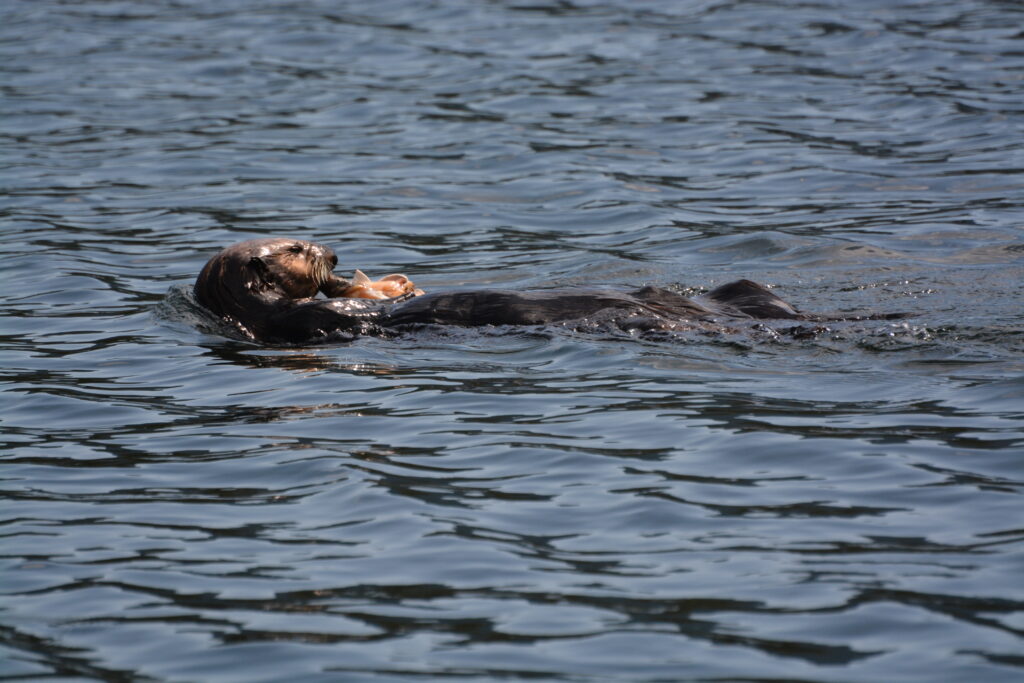 Otter floating