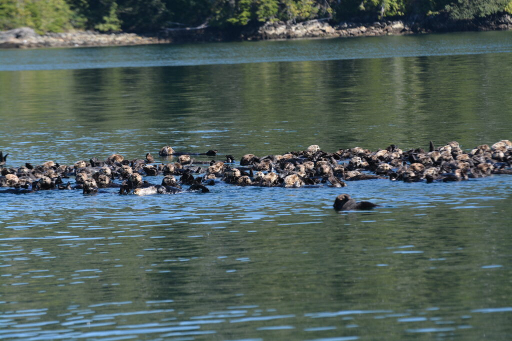 Otter raft