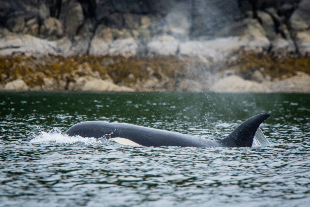 Orca