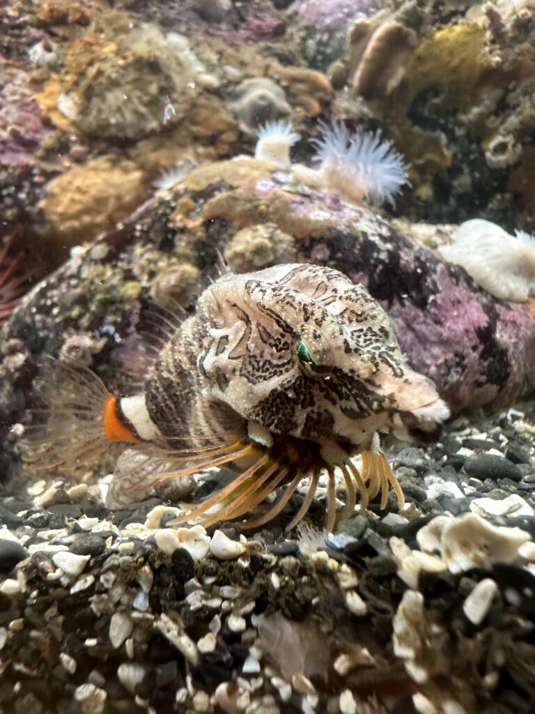 Grunt Sculpin- UA photo